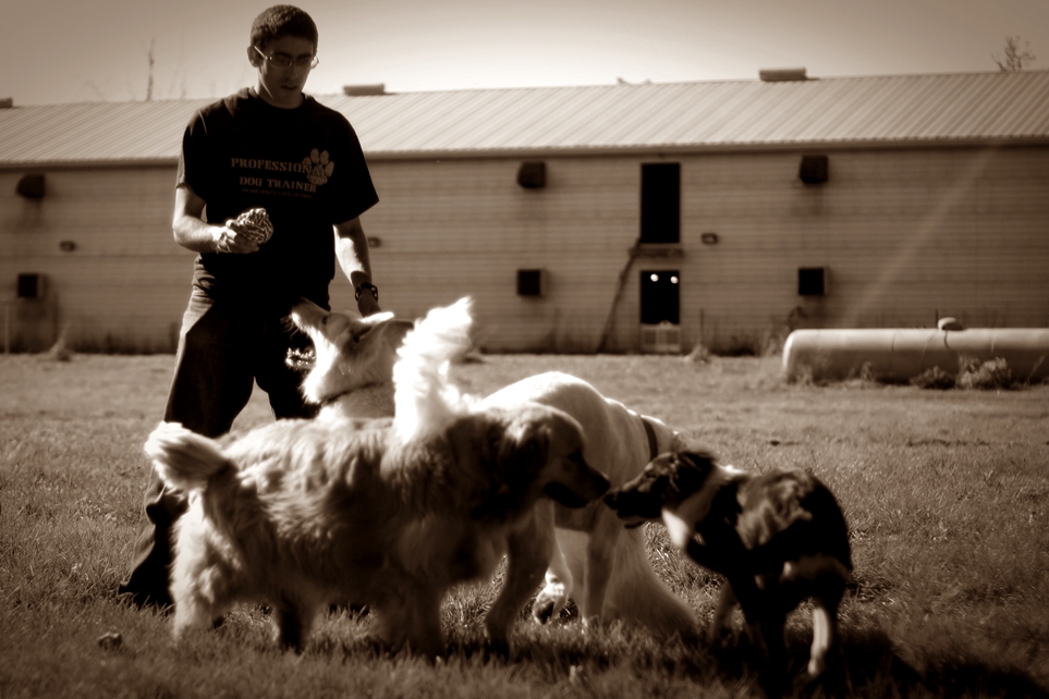 Day Care Frequency Card for Two Dogs